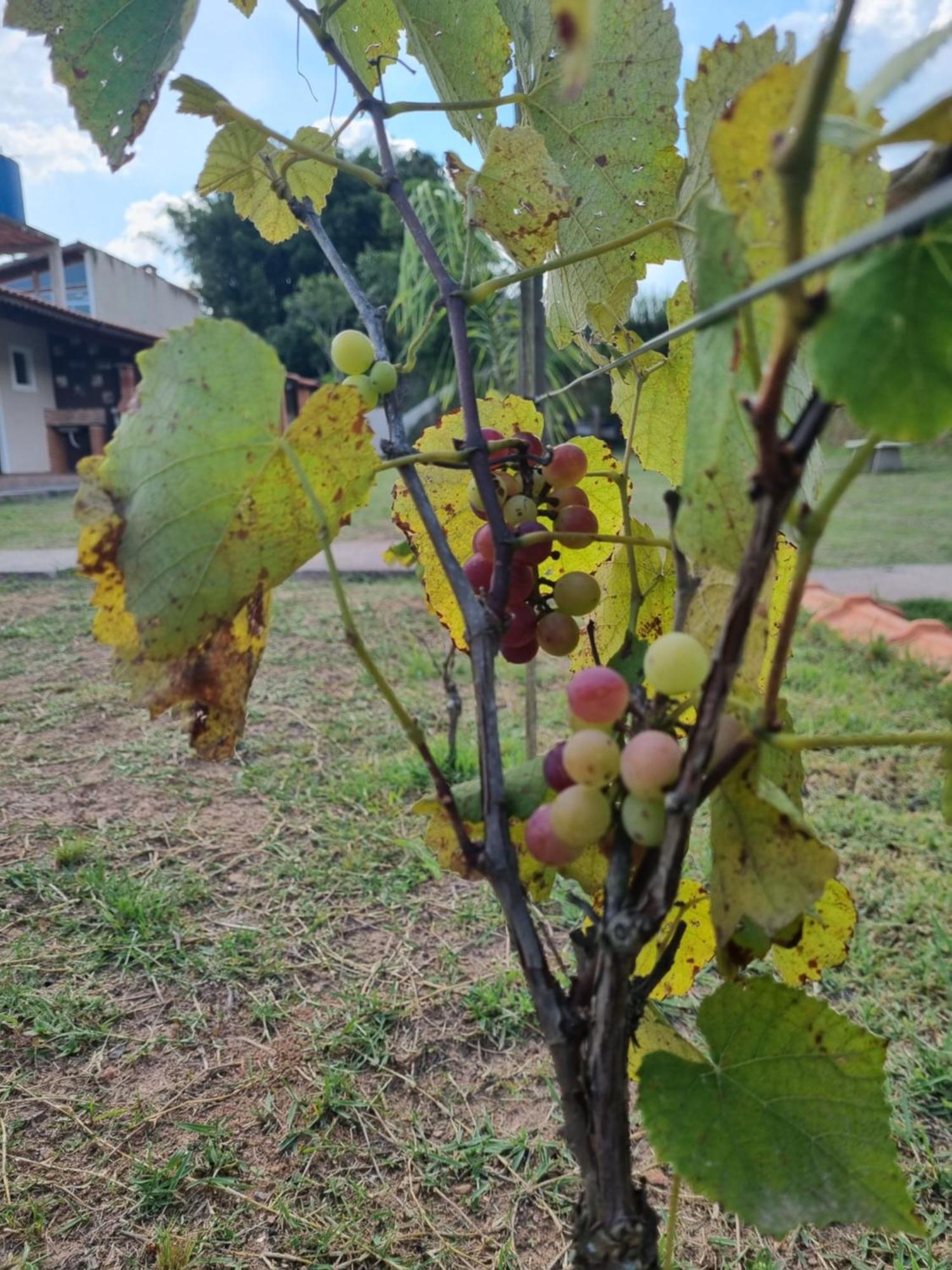 Recanto Videira Rota Do Vinho Villa São Roque Exteriör bild